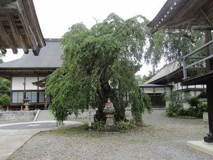 市の天然記念物の「シダレヒガン(樹齢３５０年以上の桜の古木)」
