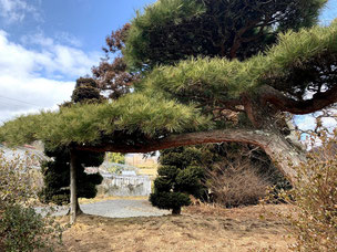 門かぶり松　一関市　室根町