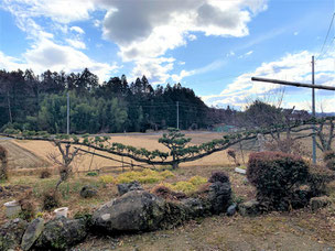 門かぶり松　一関　花泉