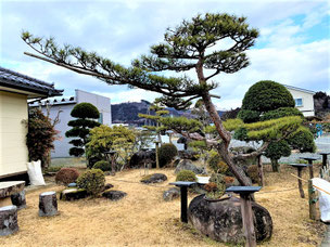 門かぶり松の木