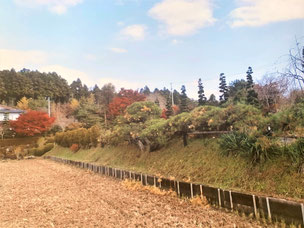 門かぶり松　一関　花泉