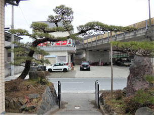 門かぶり松　一関　東山