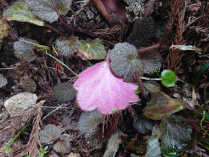 ユキノシタ葉の裏側がピンク色
