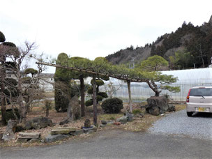 門かぶり松　一関　東山