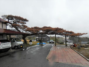 門かぶり松　一関　舞川