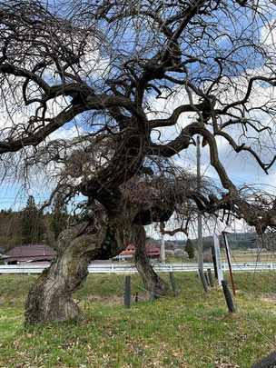 千厩　エドヒガン　種蒔桜