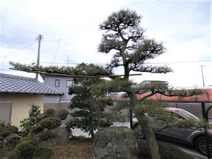 門かぶり松　一関