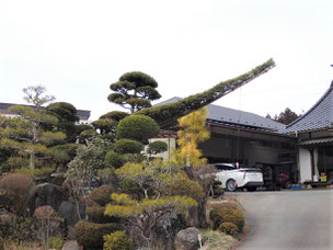 門かぶり松　一関　東山