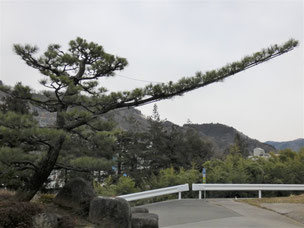 門かぶり松　一関　東山