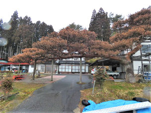 門かぶり松　一関