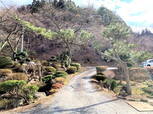 門かぶり松　一関　室根