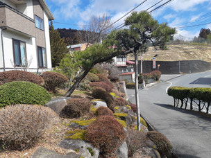 門かぶり松　一関　藤沢