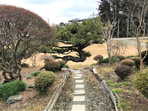 門かぶり松　一関　川崎