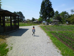 あやめ公園