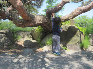 あやめ公園