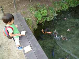 あやめ公園