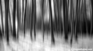 "Light and shadow", series "blurry trees"