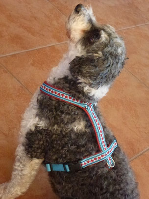 Geschirr Statt Halsband Hundetrainer Malsch Bellosophie