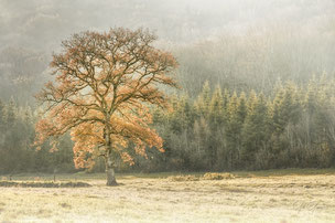 Les arbres