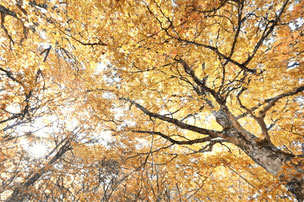 Les arbres
