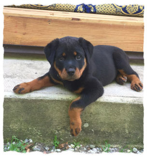 Rottweiler à l'école pour chiots à Dax