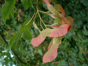 Erable champêtre Acer campestris