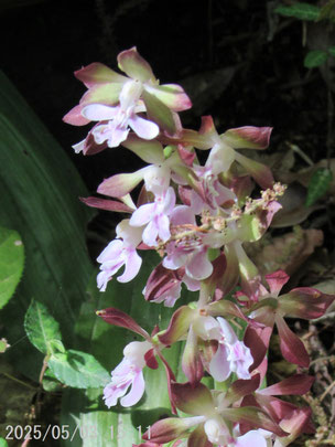 観察した植物その1：エビネ