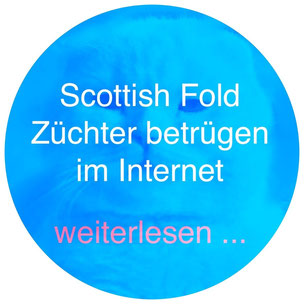 Scottish Fold Züchter betrügen im Internet