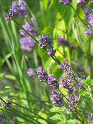 Lavendel (Foto: Birgit Helbig) 