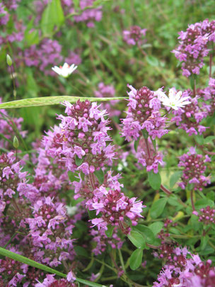 Thymian (Foto: Christiane Geidel) 