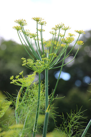 Dill (Foto: Peter Bria) 