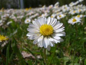 Gänseblümchen (Foto: Richard Fischer) 