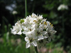 Schnittknoblauch (Foto: Thomas Staab) 