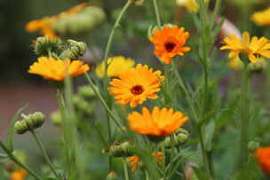 Ringelblume (Foto: Peter Bria) 