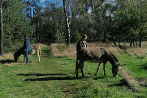 Resilienztraining in Bocholt - vom Esel lernen