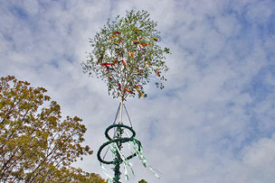 Aufgestellter Maibaum in Wickrathberg 2023