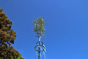 Aufgestellter Maibaum in Wickrathberg