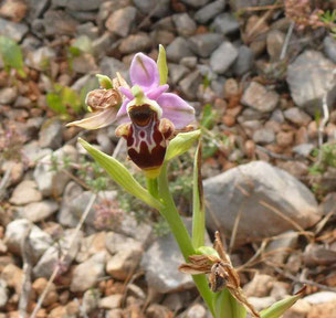 Ophrys bécasse (Ophrys scolopax)