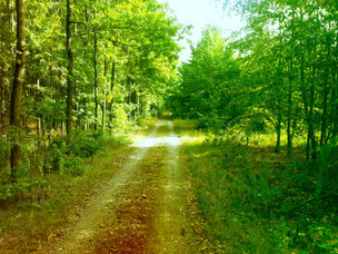 Waldweg in der Neuen Harth