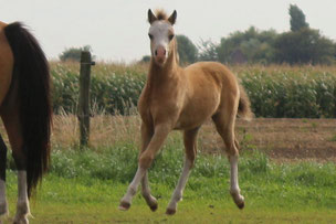 Oostdijk's Ceridwen Mr. Elmer (A), 2019, sold to Stal Sharonahoeve (NL)