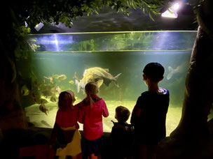 ...bestaunt man in tropischer Umgebung die Piranhas...