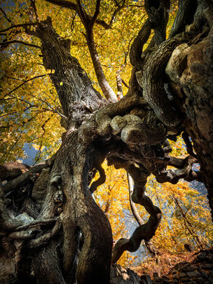 Fotoworkshop Harz, Ruine der Lauenburg bei Stecklenberg,  Kaps
