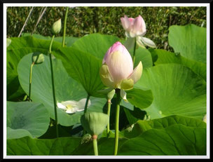 Les lotus de l'étang de Fontmerle (Mougins)