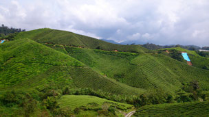 Sungai Palas Tea Garden(農園)の茶畑