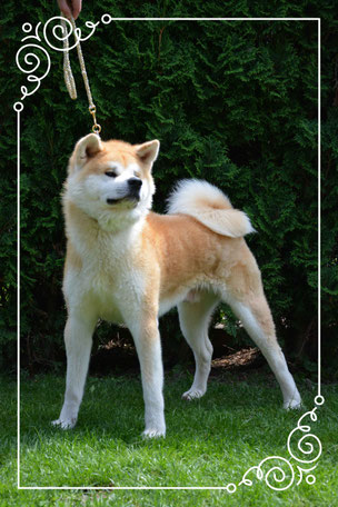 Akita Inu, Deckrüde, Akitas of Minami No, Welpe, Zucht