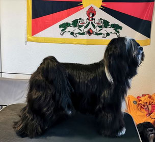 CH Ch Yarmothang Kirana *05.11.2019*, Besitzer: E.Müller & M.+Ch.Feuz, Mutter unseres Q-Wurfs