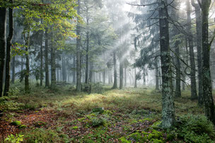 NP Bayerischer Wald