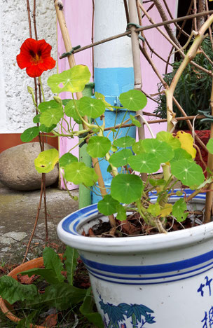 Garten, Farben, Blumen, Kapuzinerkresse, Seedbomb, Seedball