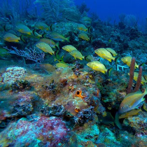 Viaje de buceo a Cayo Guillermo y Cayo Coco