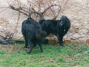 Flam vom Johannisbach und Aimy von dem Schatten hinter mir